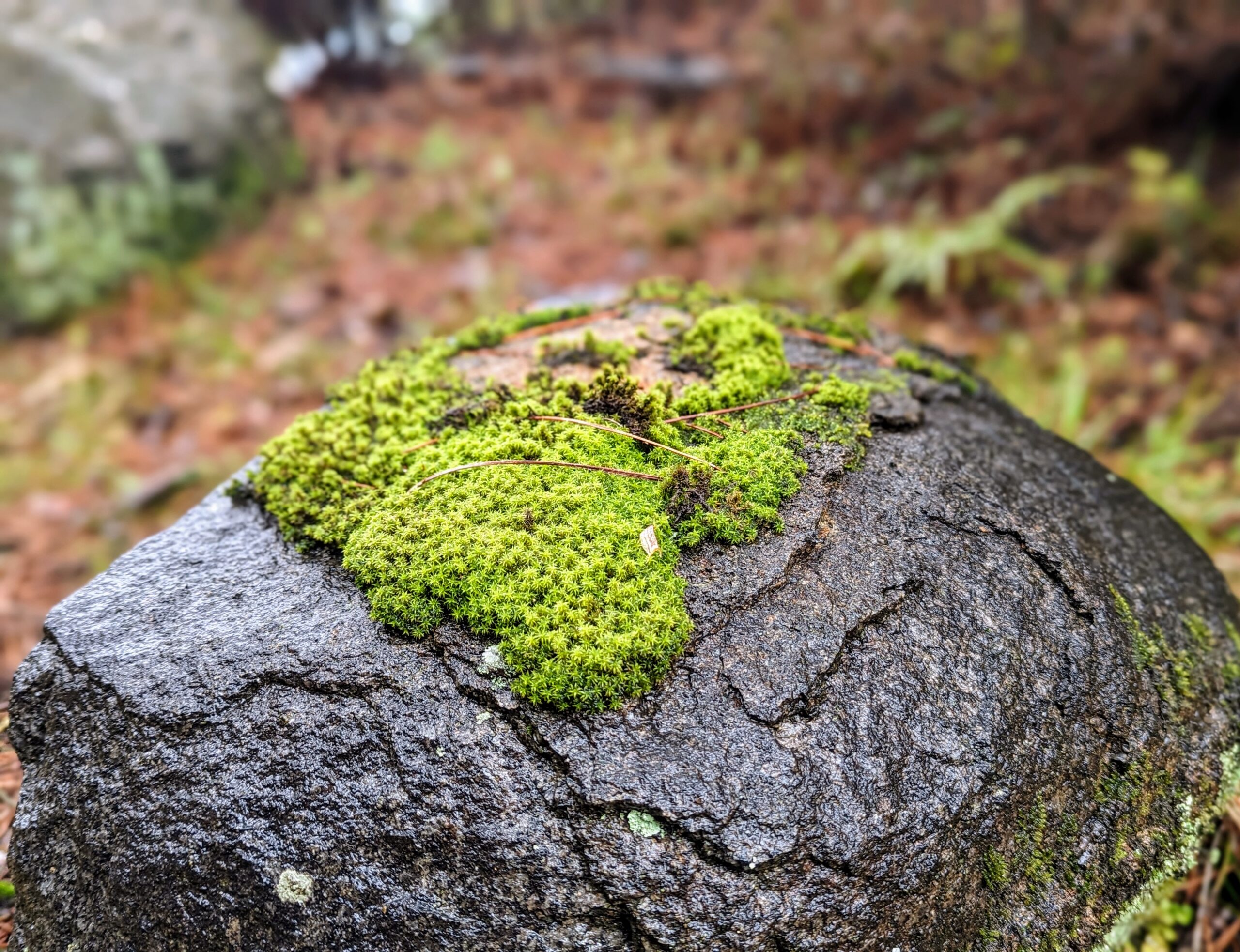 知識に苔が生えないように