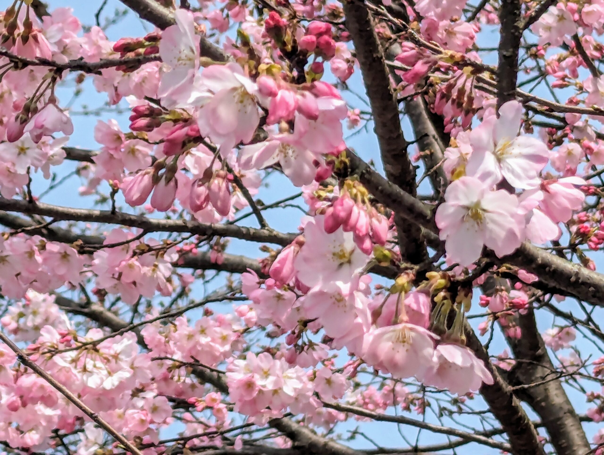 桜　私の開花　人が花咲くとき