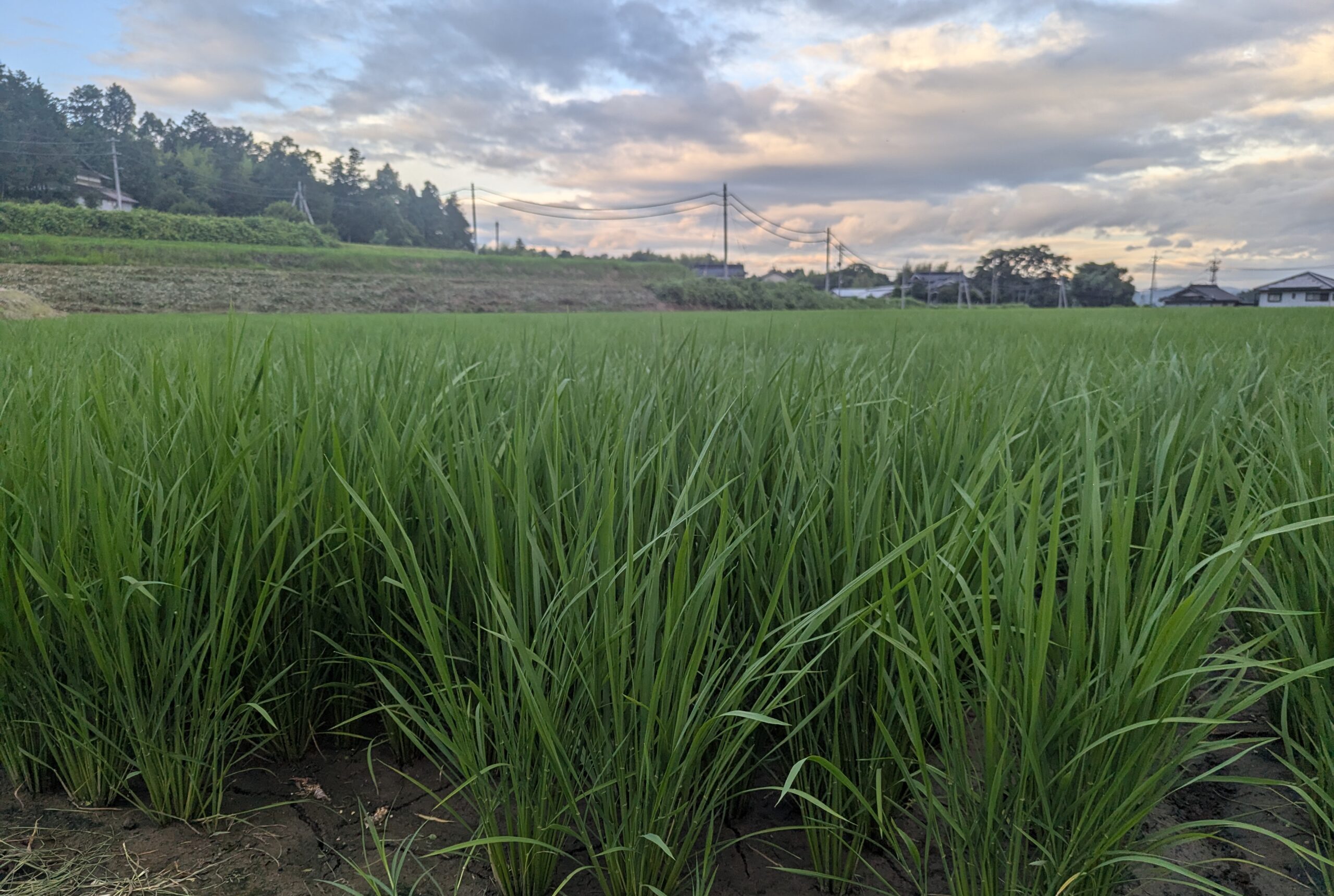 田んぼ　幼穂　出穂　農業と人生